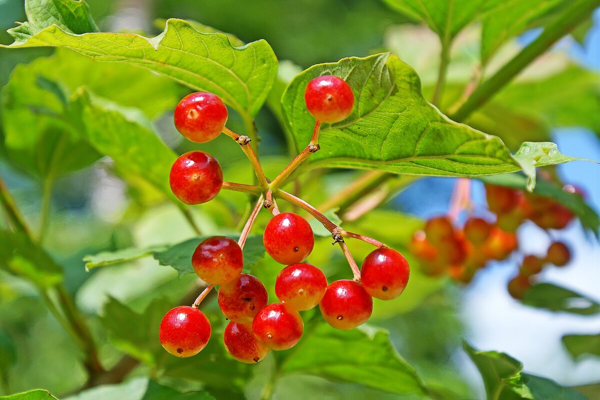 *** - Леонид leo *** - Леонид leo