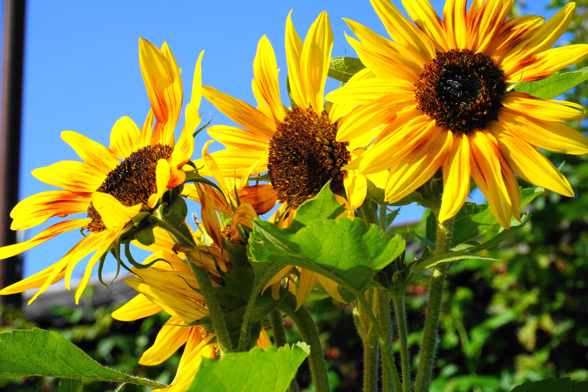 ... - Сергей Ц