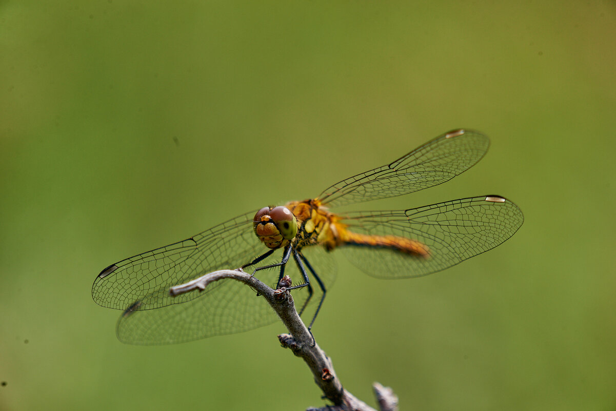 Стрекоза - Александр Леонов