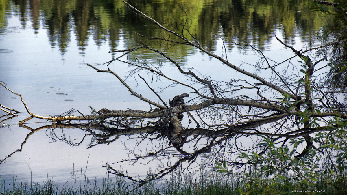 запруда - Ольга Cоломатина