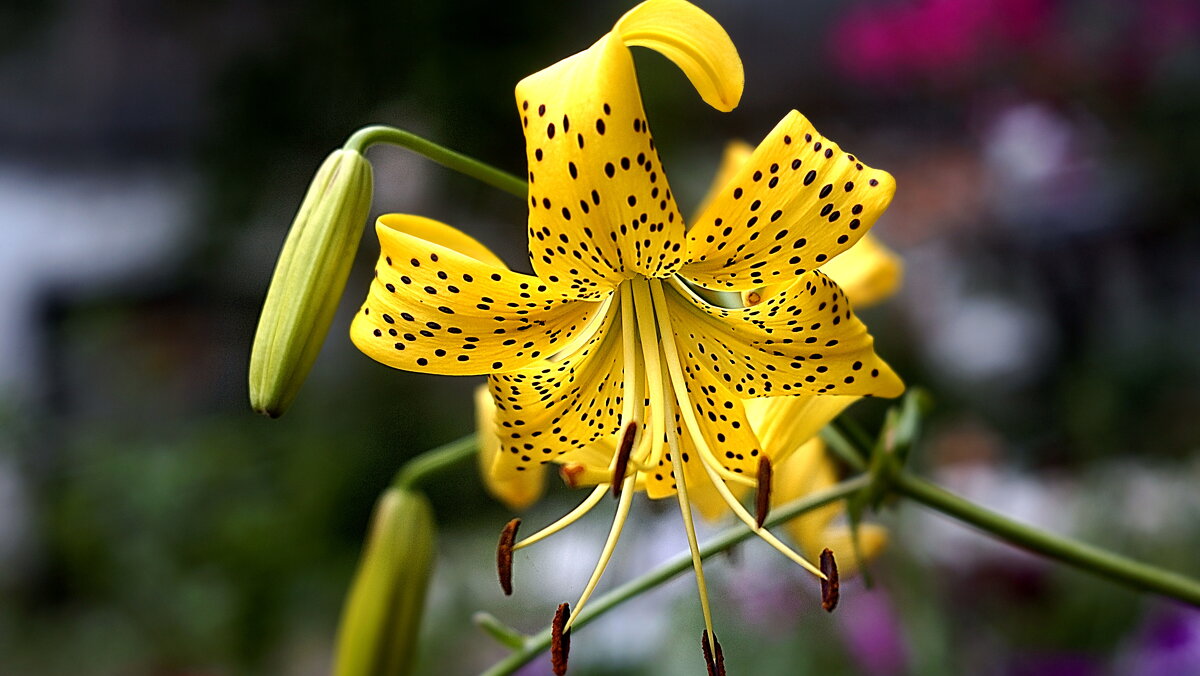 лилейник - Ольга Cоломатина