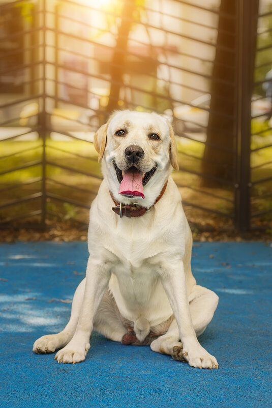 Алькор - Alex Bush