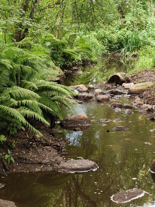 Лесной ручей - Андрей 
