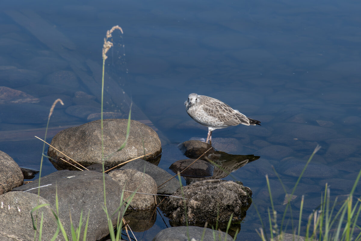Серебристая чайка - Борис Генкин