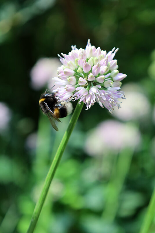 Труженник шмель - Roman stories -