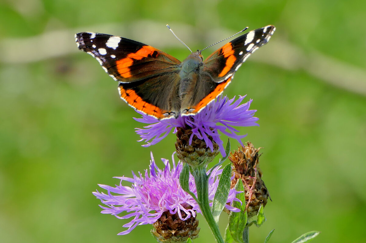 из снятого 1 августа 9 - Александр Прокудин