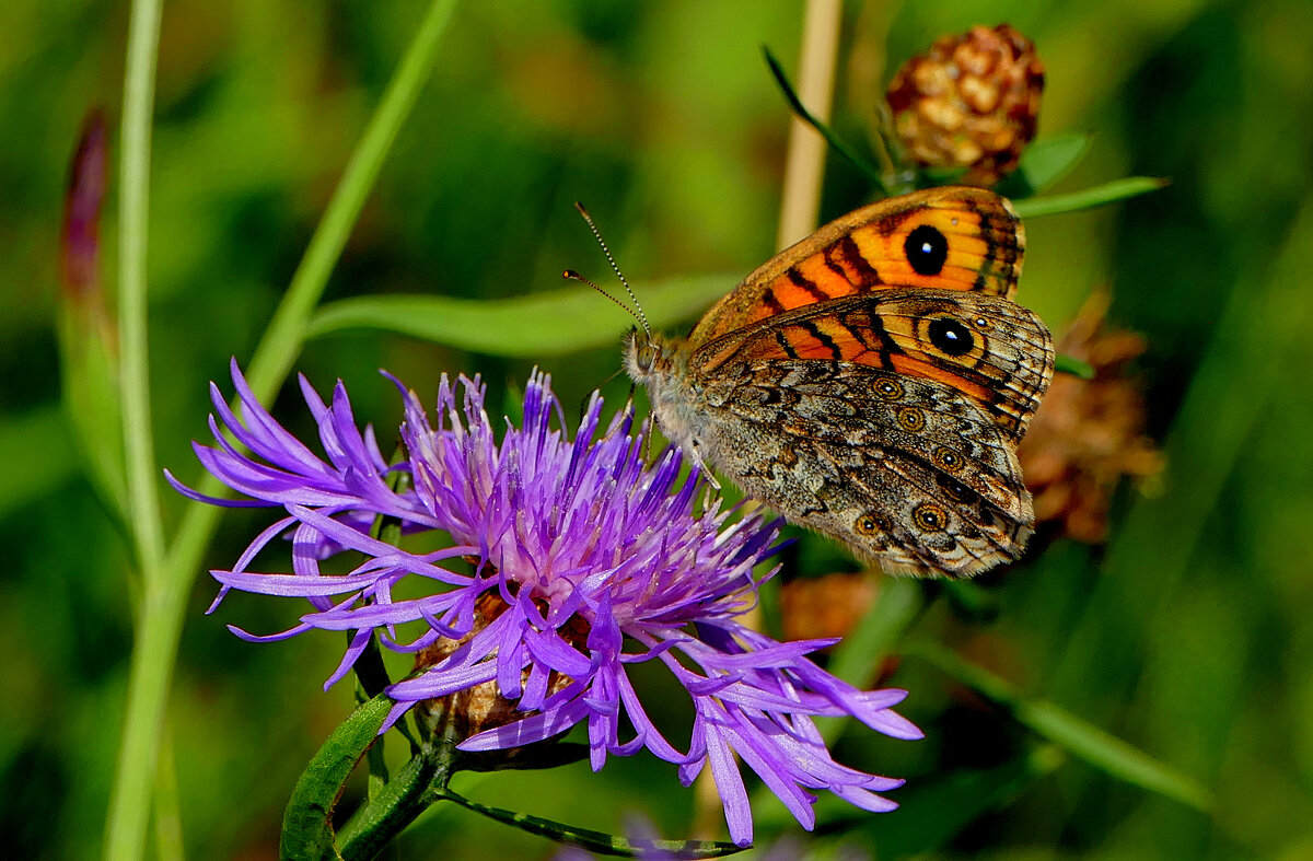из снятого 1 августа 10 - Александр Прокудин