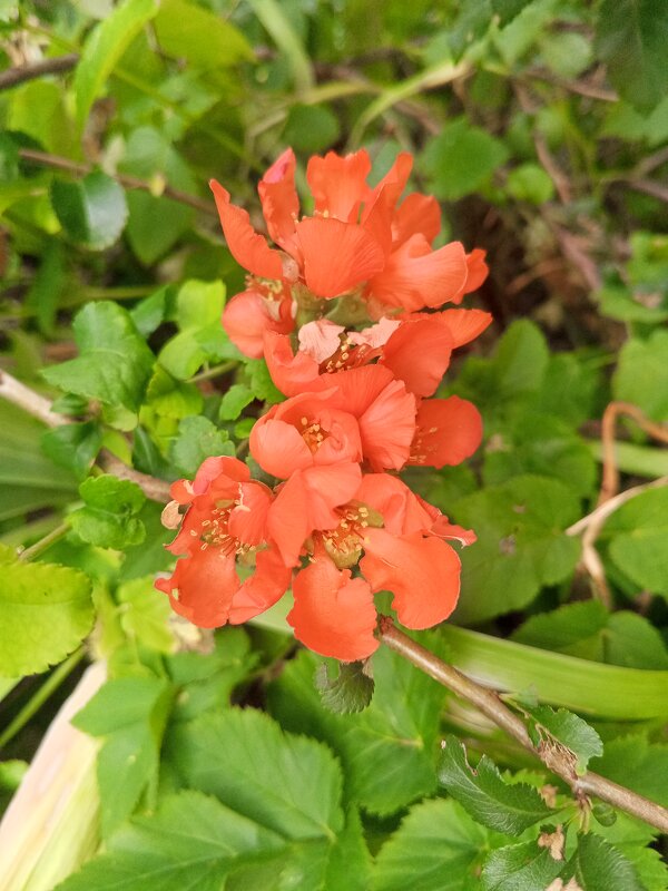 Хеномелес - Сапсан 