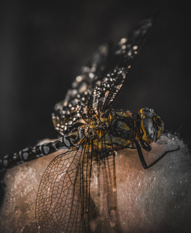 Стрекозка - Lyubov Busova