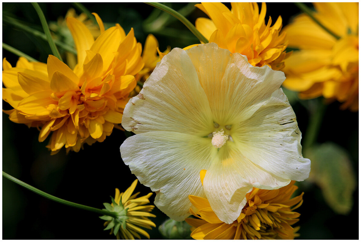 *** - Aleksandr Gal *** - Aleksandr Gal