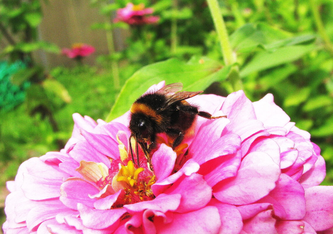 За работой - Людмила Смородинская За работой - Людмила Смородинская