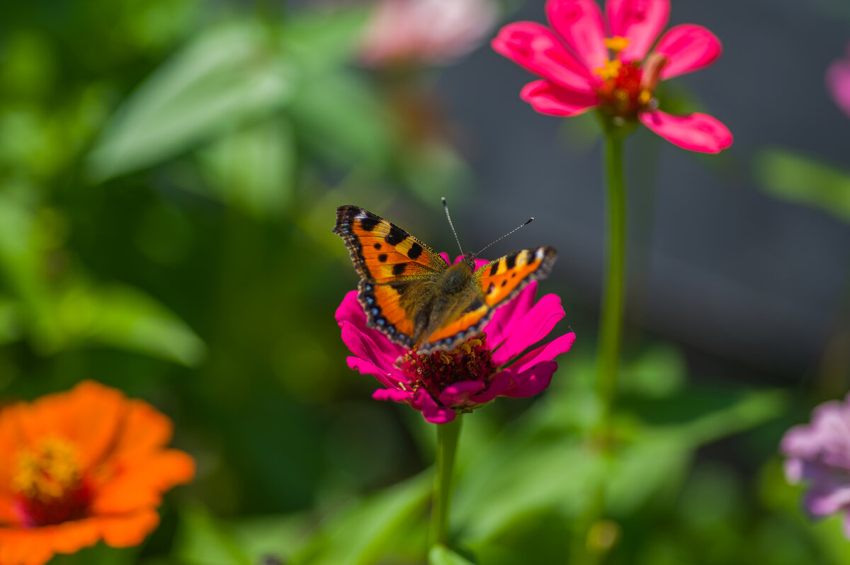 Летнее... - Sergey (Apg)