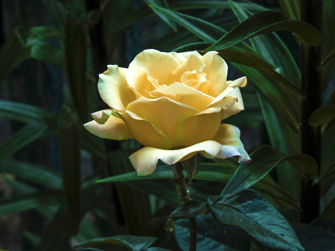 Жёлтая роза - Валентин Семчишин Жёлтая роза - Валентин Семчишин