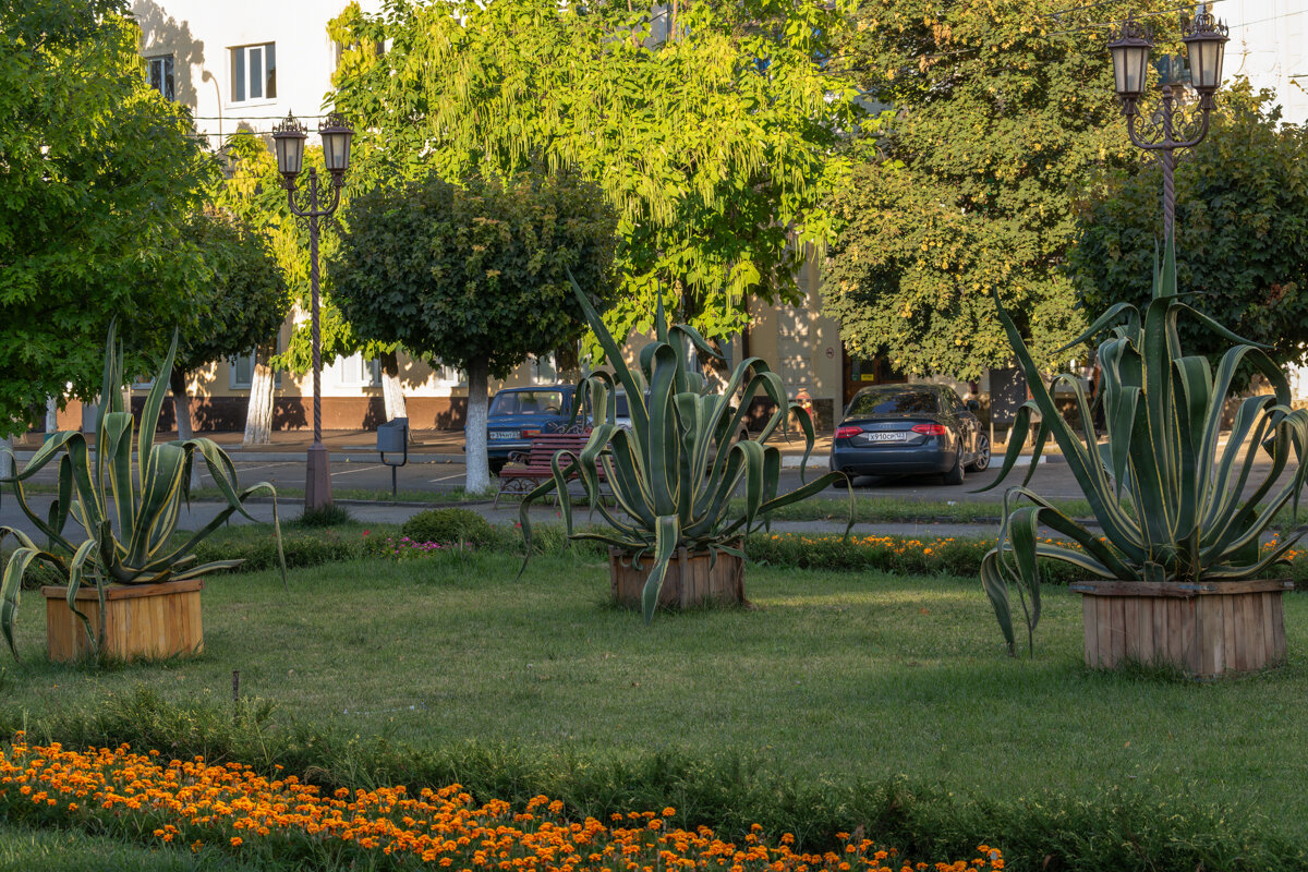 Агава - Игорь Сикорский