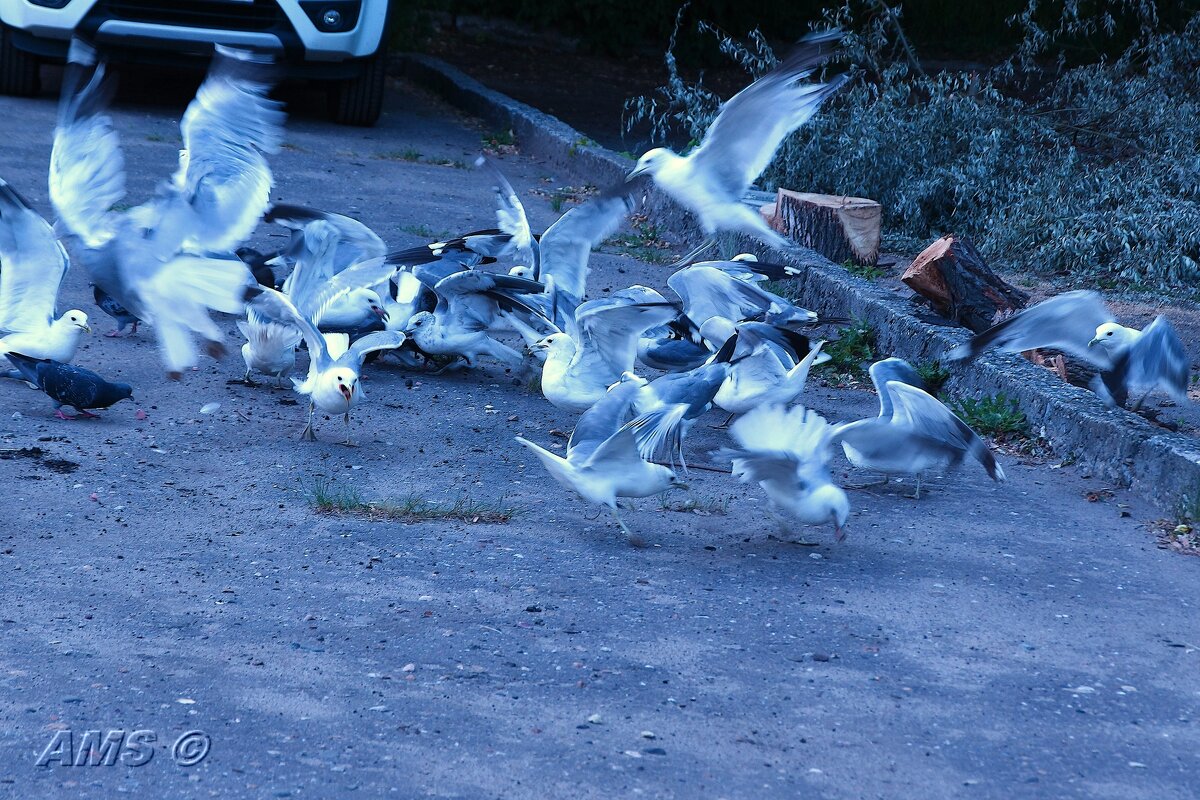 !!!! - kolyeretka !!!! - kolyeretka