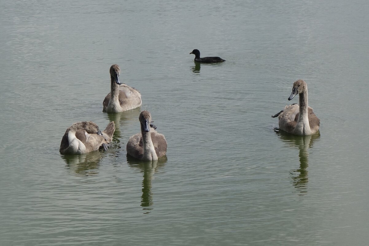 Лебединая семья - Рита Симонова