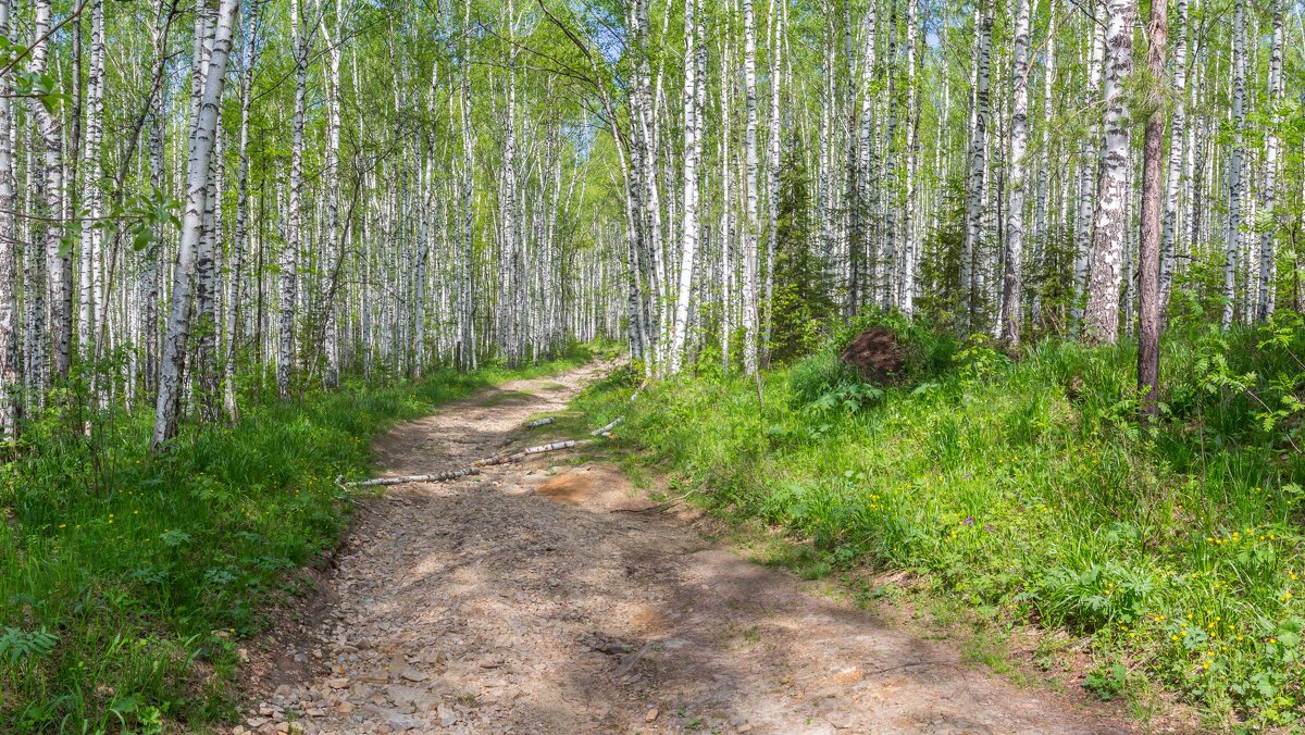 Березовая роща. - Алексей Трухин