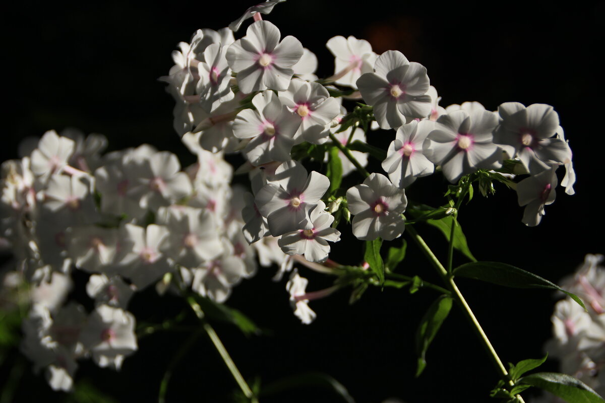 Ароматные флоксы :) - Татьян@ Ивановна