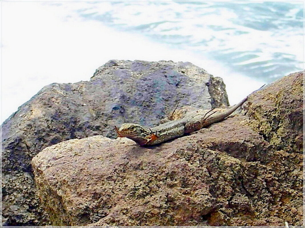 Ящерка придумала удобный способ, как спуститься с горки. - Лия ☼ Ящерка придумала удобный способ, как спуститься с горки. - Лия ☼