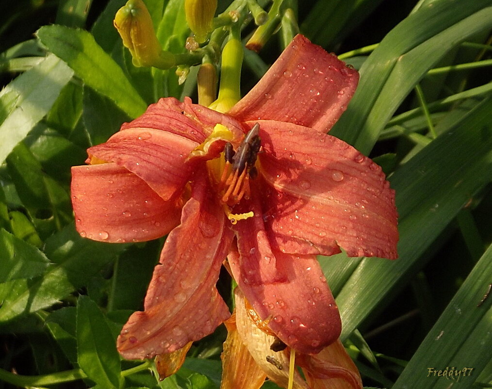 Под грибным дождиком... - Freddy 97