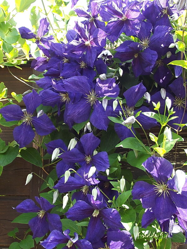 Яркий водопад клематиса... - Freddy 97