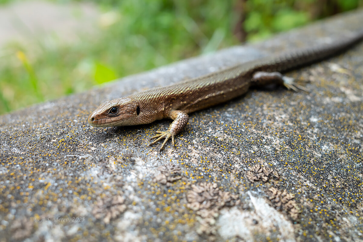 Живородящая ящерица - Александр Синдерёв