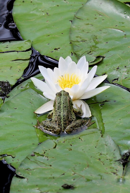 Пахнееет... - Александр Кондаков