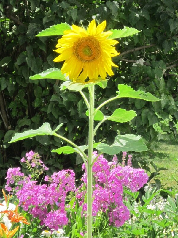 Подсолнух и флоксы - Дмитрий Никитин