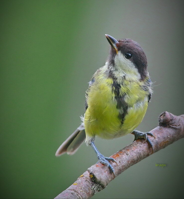 ...вся такая растакая ... - Andrey Bragin 