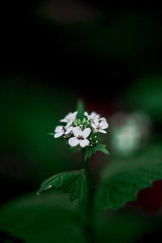 *** - Яна Горбунова