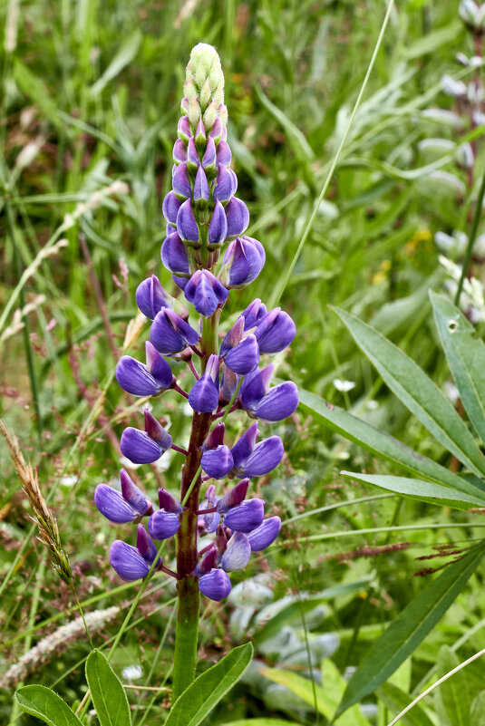 Люпин синий - Алексей Р. Люпин синий - Алексей Р.