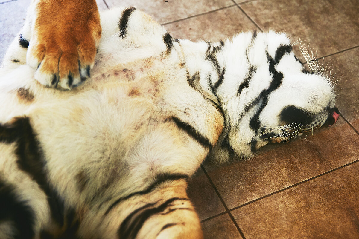 - - Андрей Мясоедов