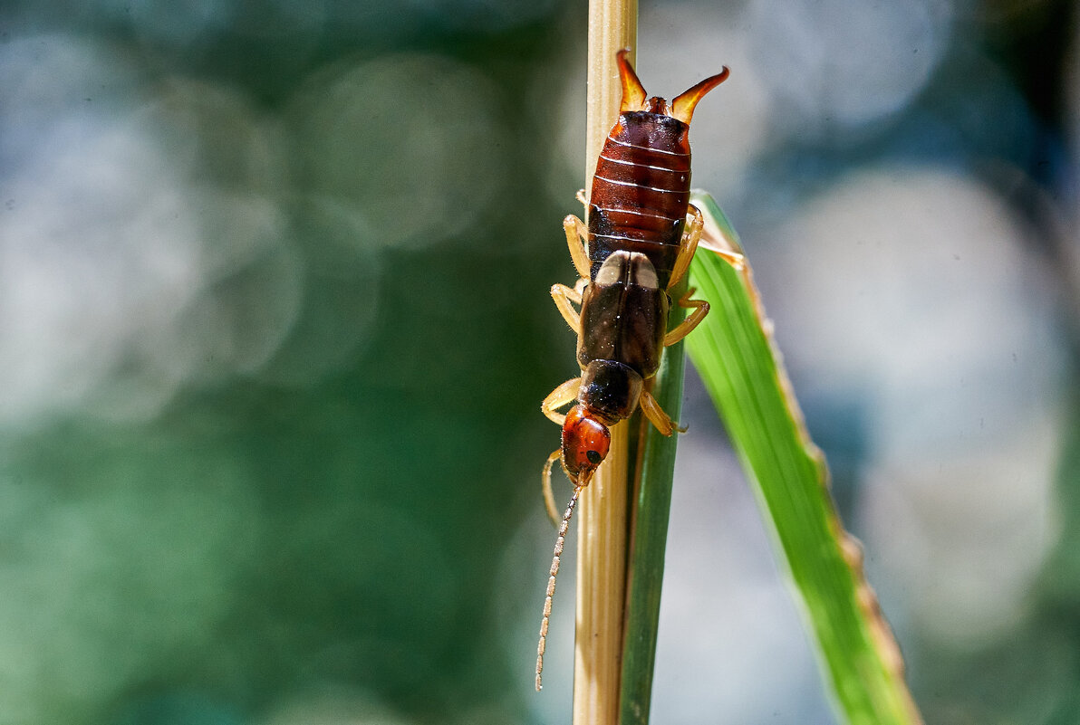 Уховертка - Александр Леонов