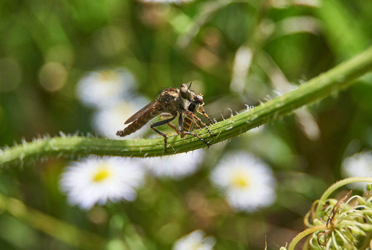 Ктырь - Александр Леонов
