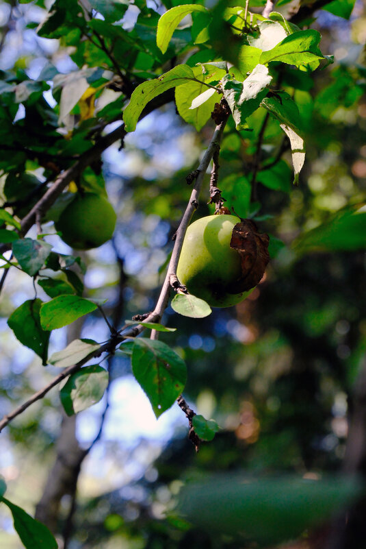 Яблочки - Dar(k) Life