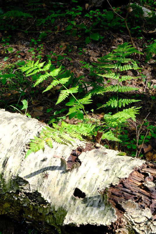 Папоротник - Dar(k) Life