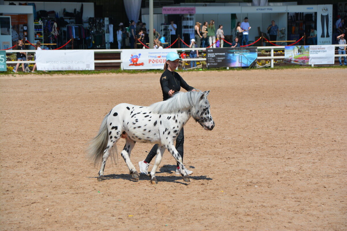 Международная конная выставка "Иппосфера" 2025 - Николай Международная конная выставка "Иппосфера" 2025 - Николай