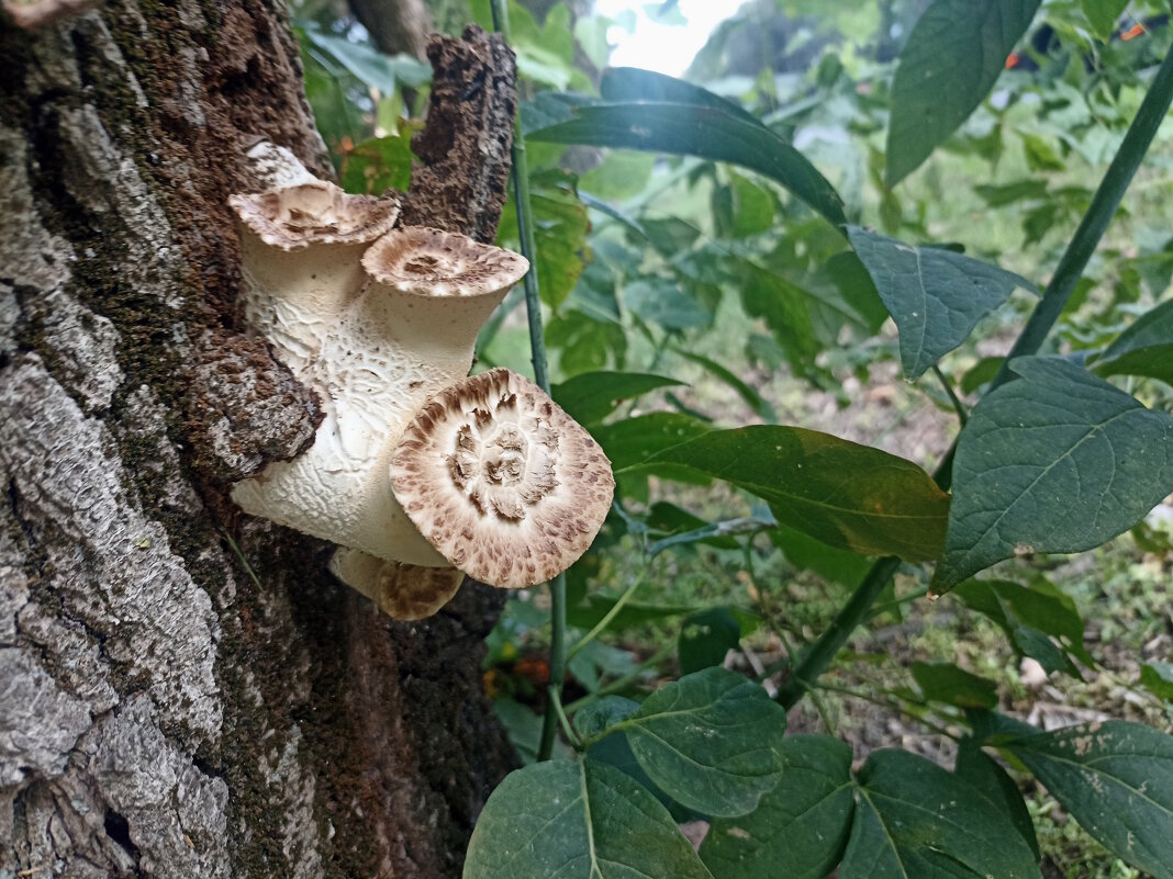 Юность Трутовика. - Вячеслав. Синицын