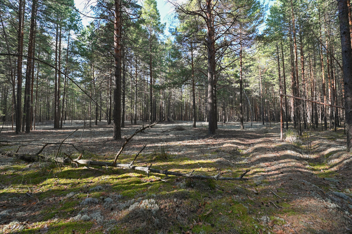 грибные места - сергей 