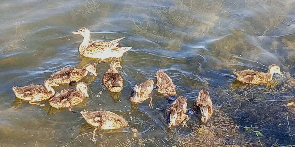 Серая утка - Сапсан 