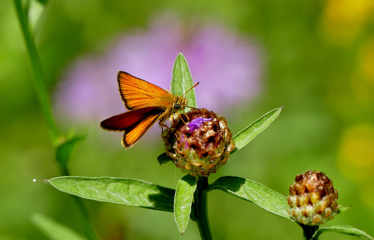 из снятого 1 августа 12 - Александр Прокудин