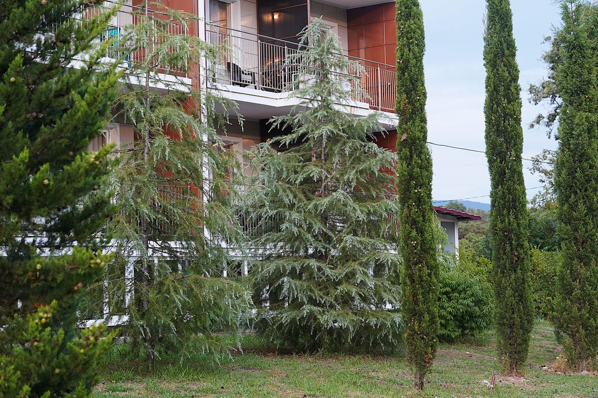 Гималайский кедр - Татьяна Тюменка