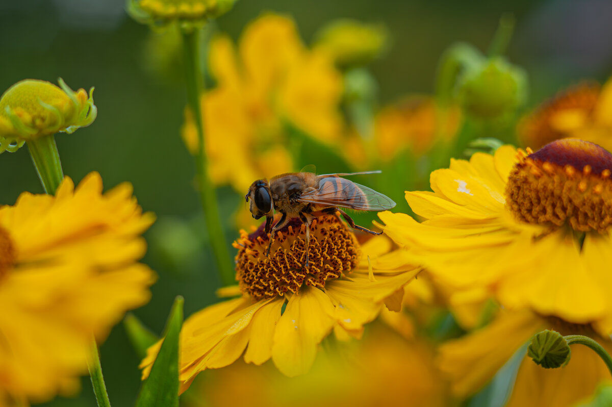 Дачные красоты - Александр Филатов