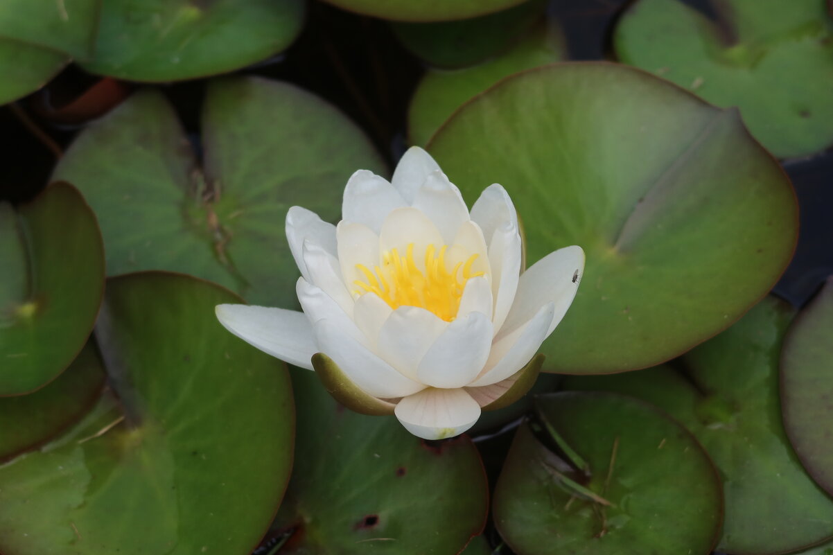 Лилия - Дмитрий И_