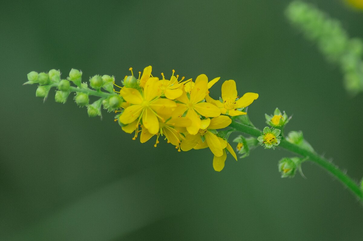 *** - Виктор Иванович Чернюк