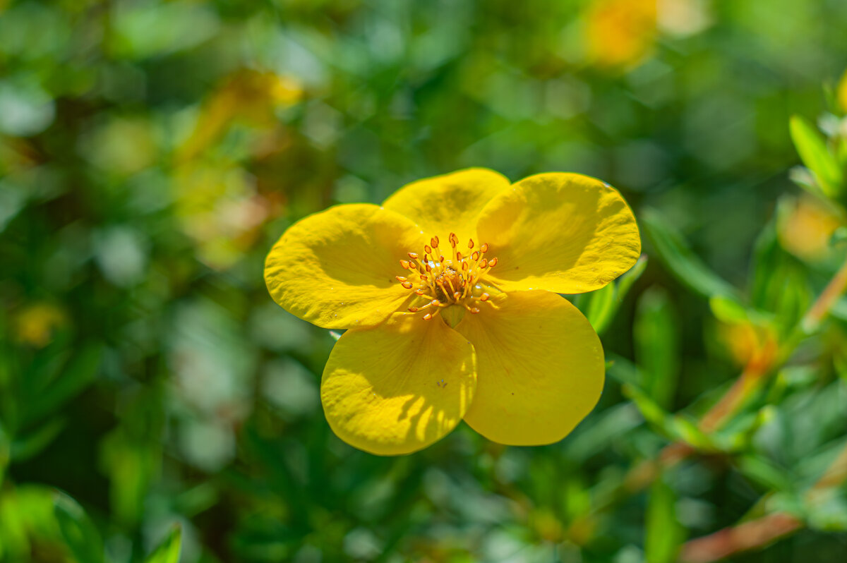 Дачные красоты - Александр Филатов
