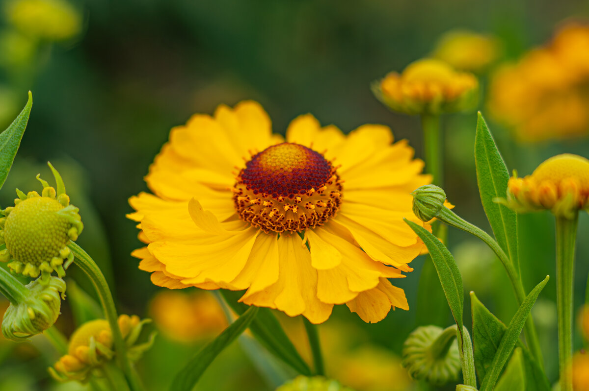 Дачные красоты - Александр Филатов Дачные красоты - Александр Филатов