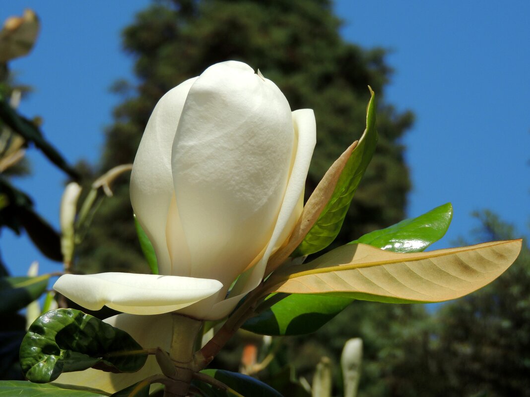 Магнолия - Андрей Л. В.