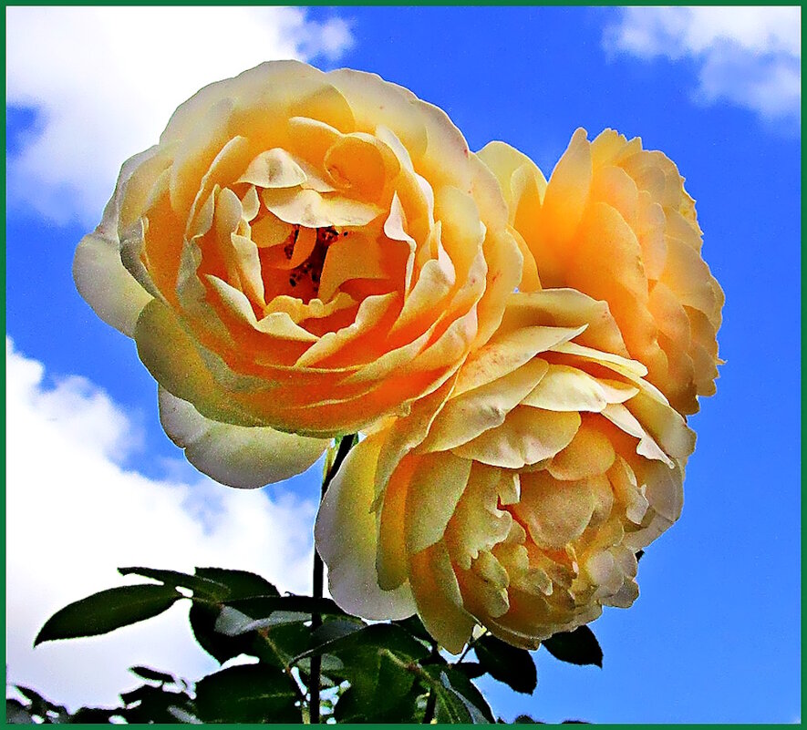 Жёлтые розы —  дети лета и жаркого солнца. - Ольга Довженко