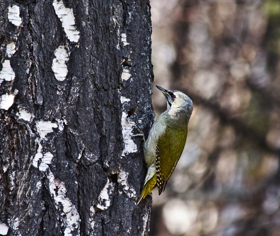 Зелёный дятел - SanSan 